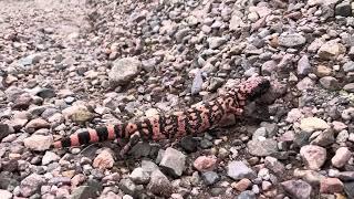 Gila Monster