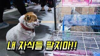 [감동]내 자식 팔지말라는 강아지의 눈물나는 사연 - 감동바다