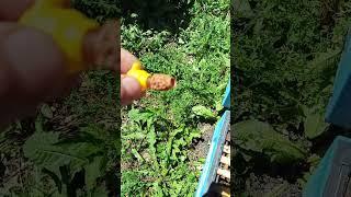 Преимущество раздачи маточников в "броне" #bee #пчеленок #beekeeper