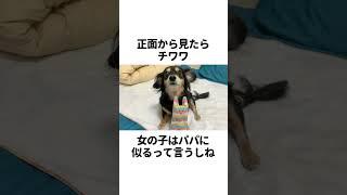 iPhoneの機能で我が子の犬種を調べてみた