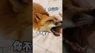 当小狐狸被我忽视~小狐狸生气了该怎么哄才好？