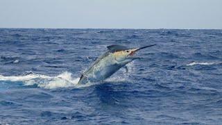 BKK Hooks Australia: Monster Marlin Fishing Aboard Calypso with Captain Tim Dean - Full Movie