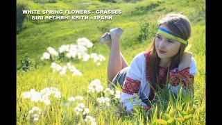 White Spring Flowers (Grasses) - Білі весняні квіти (Трави)