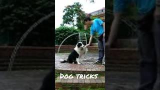 Dog Tricks - "Speak", "Paw", "Down" "Bang" "Roll Over"