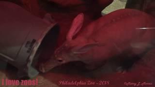 Philadelphia Zoo Aardvark with Her Sleeping-Partner