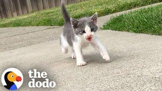 Tiny Abandoned Kitten Asks This Guy To Be His Mom | The Dodo