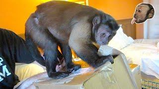 Monkey Mondays with MonkeyBoo #1