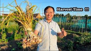 Garlic Harvest | Pruning & Caring Tomatoes Plants | लसुन | Gardening | NepaliFamilyUK | Nepali Vlog