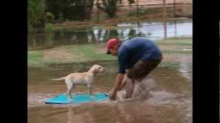 IAMRanch Lab puppy surfs Arizona style behind a Miniature Horse!