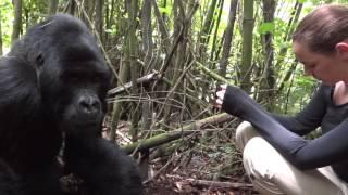 Gorilla Trekking Rwanda - Meeting silverback Agashya