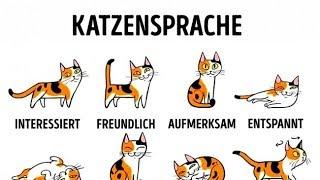 5 Wege, dich mit deiner Katze anzufreunden