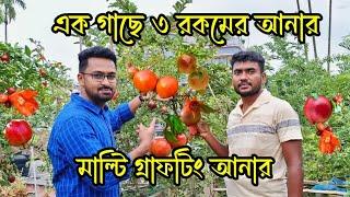 এক গাছে ৩ রকমের আনার । মাল্টি গ্রাফটিং আনার । Multi graft pomegranate । আনানের গ্রাফটিং @RoufAgro