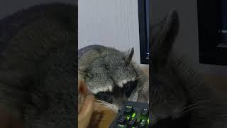 How To Calm A Raccoon