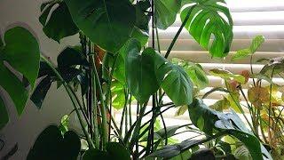 Trellising my Monstera Deliciosa on an Obelisk /