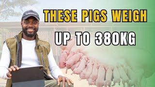 STARTING PIG FARMING IN AFRICA: First Things To Know!