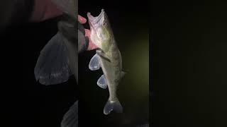 Lucky John Slick Shad lure Vs Zander 