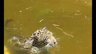 "Maya" the Jaguar Cub Swimming at the Palm Beach Zoo