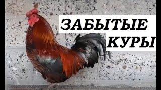 Породы кур - Забытые куры колонистов - Задонский колонист.