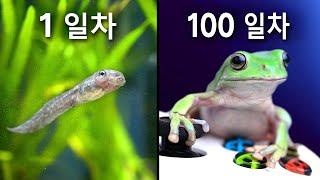 개구리 키워서 폰 게임시키기