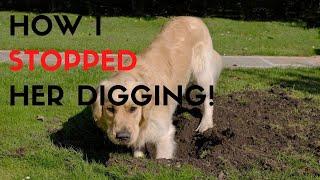 How To Stop A Dog From Digging