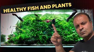 Aquascaping Ideas For Your Next Planted Aquarium Nature Style Aquascape