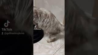 Игра шарики
