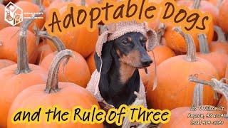 Adoptable Dogs and the Rule of Three