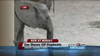 Elephants make debut at Omaha's Henry Doorly Zoo