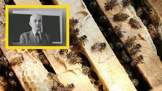 Определение породы пчёл по поведению. Самая крупная порода пчел. Кашковский В.Г.