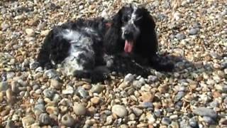 BUBA,the Cocker Spaniel, SEARCH & RESCUE