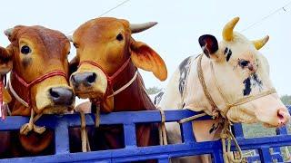 cow unloading, cow videos, cow video, animal, big cow, goru hamba cow, Ep-36