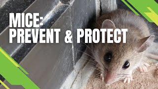 Mice - Prevent & Protect - Skedaddle's Three Step Process