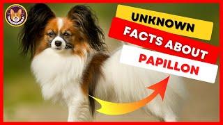 Top 9 Papillon Dog Facts That Will Make Your Heart Melt! - DogDingDa