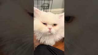Adorable princess wispy #rescue #wispy #kitten #rescuekitty