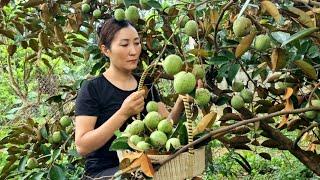Harvesting Star Apple Fruit Goes to the market sell - Build Life - Loc Thi Huong