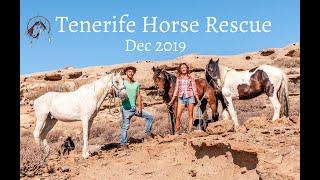 Welcome to Horse Rescue Tenerife. Refugio de animales horse holidays tenerife. Animal sanctuary .