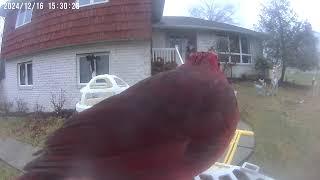 Daily Birdwatching - Netvue Birdfy Birdfeeder Cam - December 16, 2024