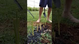 how to plant vetiver grass