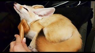 How to Brush a Fennec Fox