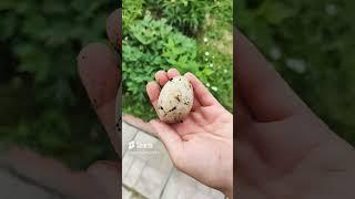 #шок,нашли в огороде яйцо! #яйца, в земле,#shortsvideo ,#shorts,#дача