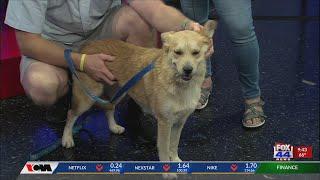 Fox44's Dog of the Week