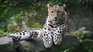 Amur Leopards