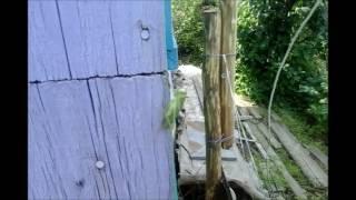 Веселая саранча