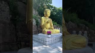 Namo Buddha  #shorts #buddhist #video #peaceful #buddha