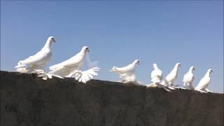 Iranian High Flying Pigeons