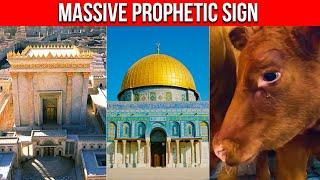 "Everything is in Place" THEY'RE READY!! Third Temple Update 2023 | The Red Heifers are Months Away