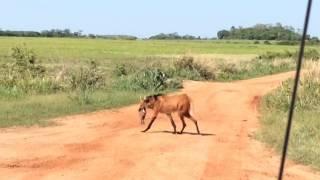 Lobo guará  com capivara na boca - Pantanal Fazenda San Francisco -Video de Bruno Freitas