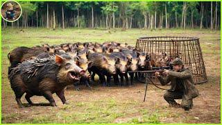 How Do Hunters And American Farmers Deal With Millions Of Wild Boars With Guns And Traps