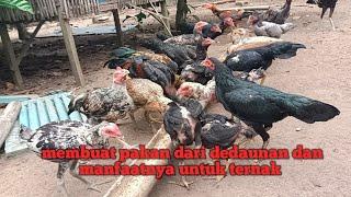 Membuat pakan ayam cepat besar dari dedaunan | manfaat daun singkong untuk ternak