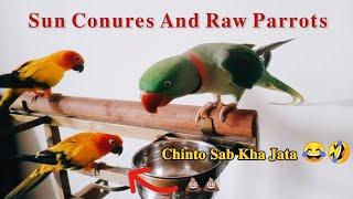 My Raw Parrots and Sun Conures | Talking Parrot #parrotvlog #talkingparrot #angelthevlogerr #birds
